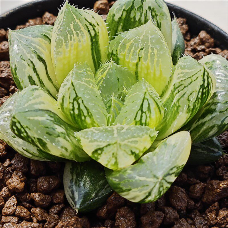 多肉植物十二卷宝莲灯锦6厘米,带原盆土发货,包邮。