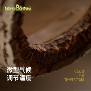 BG鬃狮蜥爬宠白桦木躲避饲养箱躲避屋躲避洞宠物爬行动物蜥蜴造景