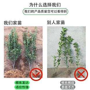 北海道冬青苗篱笆苗庭院绿化围栏围墙树苗大叶冬青四季常青绿化苗