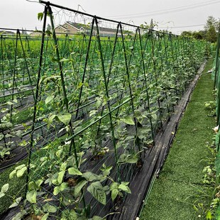 黄瓜爬藤架豆角架杆西红柿支撑架阳台蔬菜爬藤架子豇豆植物支撑杆