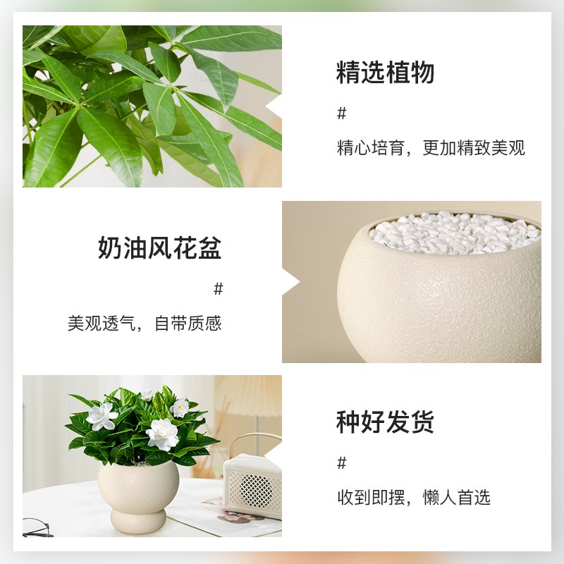 发财树金钻室内桌面植物富贵竹虎皮兰小盆栽办公室鸭脚Y木文竹绿