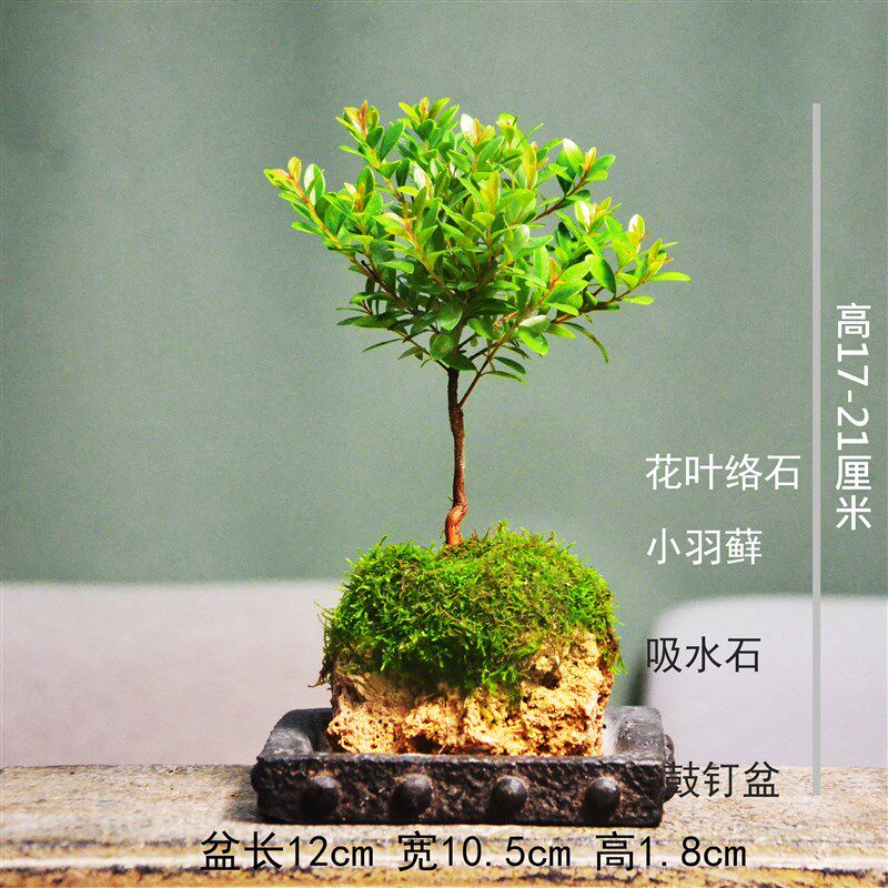 附石菖蒲吸水石i小叶赤楠花叶络石狼尾蕨盆栽室内盆景苔藓绿植水