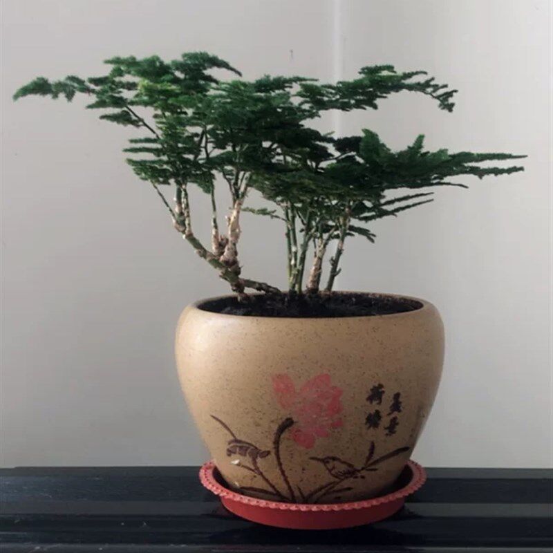 唐山云竹 c原盆唐山矮云竹盆栽桌面绿植