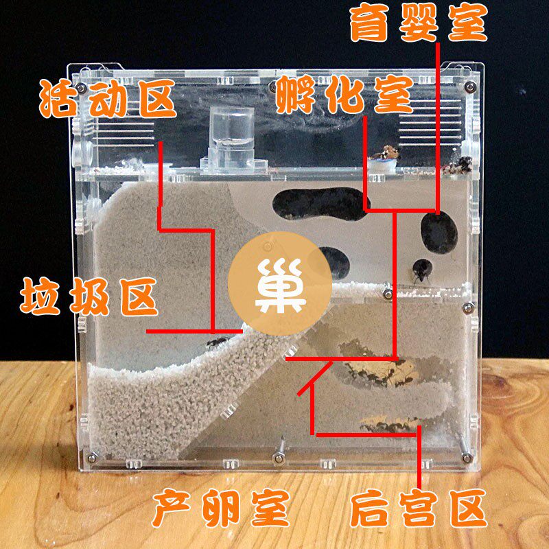 新款蚂蚁工坊生态蚁巢蚂蚁城堡弓背蚁后亚克力沙巢沙堡家园宠物蚁