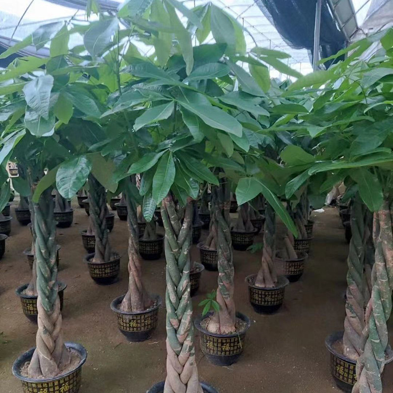 发财树盆栽室内植物客厅办公室大型绿植开业送礼大棵盆景摆件招财