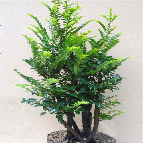 小叶紫檀盆景树桩室内桌面阳台绿植四季常青植物除甲醛树苗小盆栽