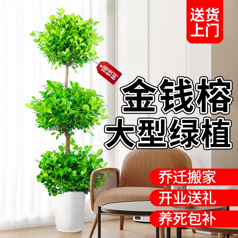 金钱榕树盆栽室内客厅摇钱树大型绿植四季常青办公室盆景招财树