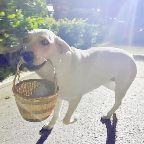 狗咬篮子金毛大型狗狗叼的篮子竹编宠物狗篮子拉布拉多训犬用品