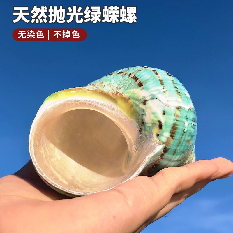 天然绿蝾螺贝壳大口径寄居蟹壳图片