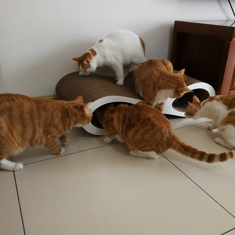 猫咪大号抓板中号宠物曲线8字型小号磨抓瓦楞纸眼镜加大耐磨钻洞