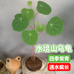 水培山乌龟爬藤植物办公室内桌面好水养活观叶绿植金不换种球盆栽