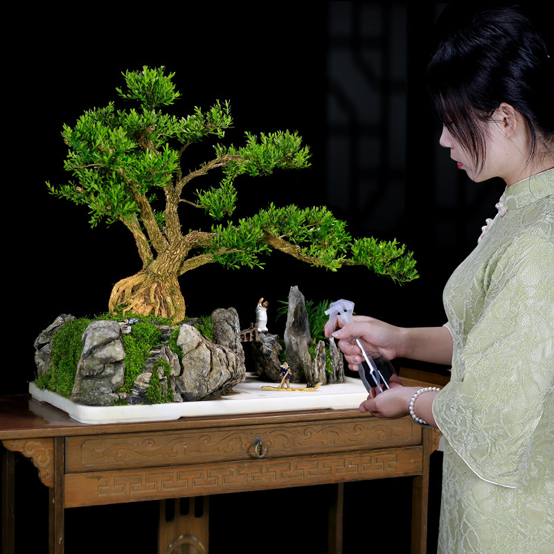 皱皮名贵黄杨盆景一物一拍造型老树桩室内大型绿植阳台庭院植物