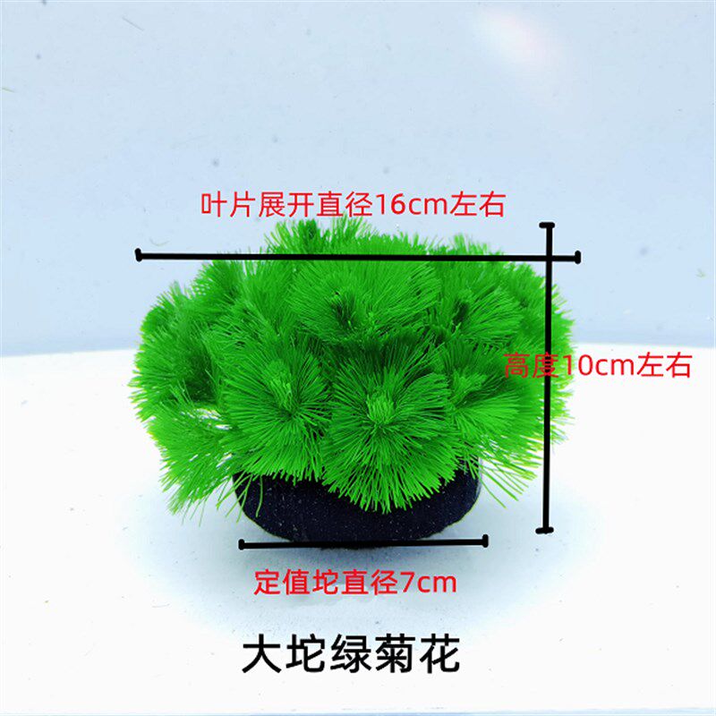 绿菊水草坨草无需底砂阴性鱼缸里水草