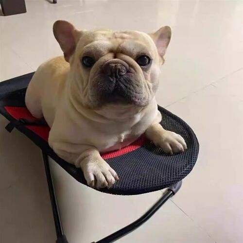 狗狗摇摇椅泰迪法斗小型睡觉躺椅宠物猫咪床秋千便携式四季狗摇床