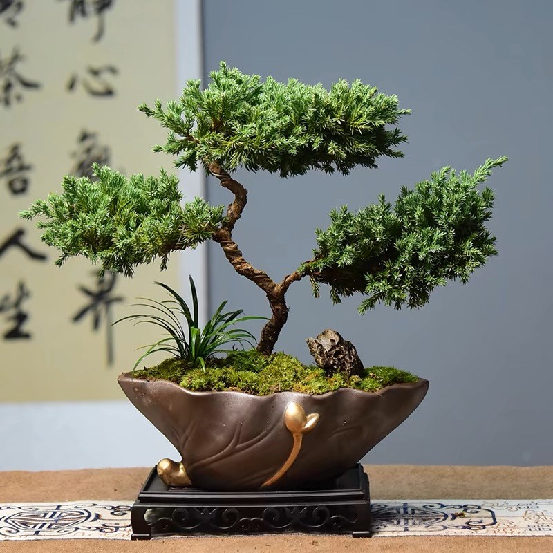 真柏盆栽室内客厅好养办公室桌面盆景绿植四季常青展厅装饰