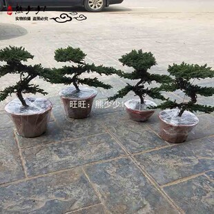 迎客松盆景造型真树地柏盆景室内办公桌阳台景观树盆栽美观 包邮