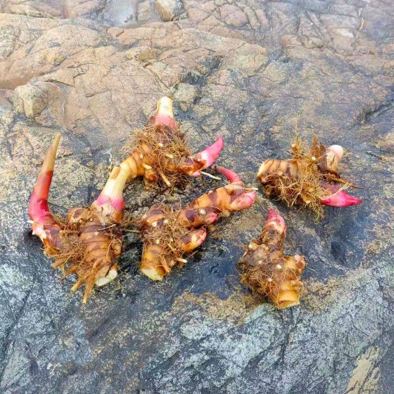 白姜花盆栽芳香办公室阳台庭院室外室内白色百合花花卉观花绿植