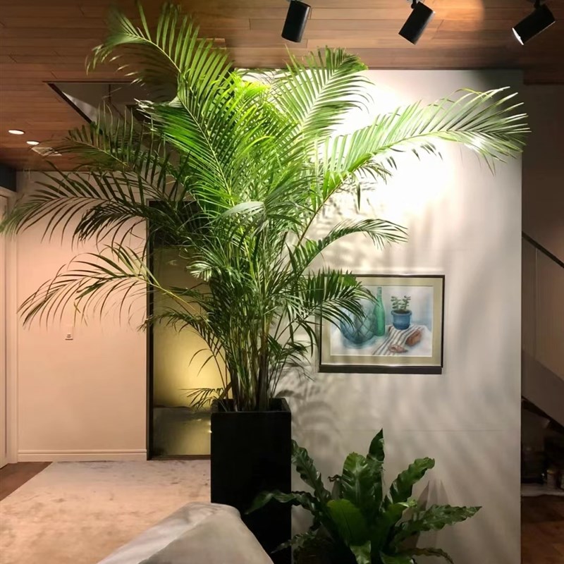 散尾葵大型盆栽净化空气除甲醛绿植室内客厅好养懒人植物四季常青
