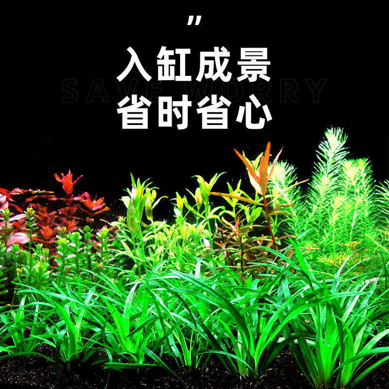 越南谷精古精水草植物鱼缸造景草缸阳性中前景宽叶淡水新手真水草