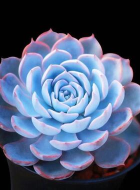 皮氏蓝石莲多肉植物室内盆栽客厅绿植花卉除甲醛好养易活紫珍珠花