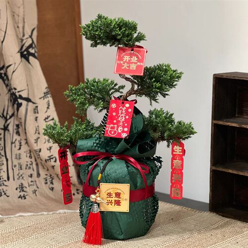 五层塔松盆栽绿植盆景室内好养活植物珠海送长辈寿礼开业乔迁礼物