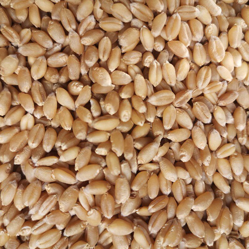新小麦粒鸡鸭鸟粮鸽子饲料食用钓鱼饵芽糖榨汁磨粉2024年麦粒带皮