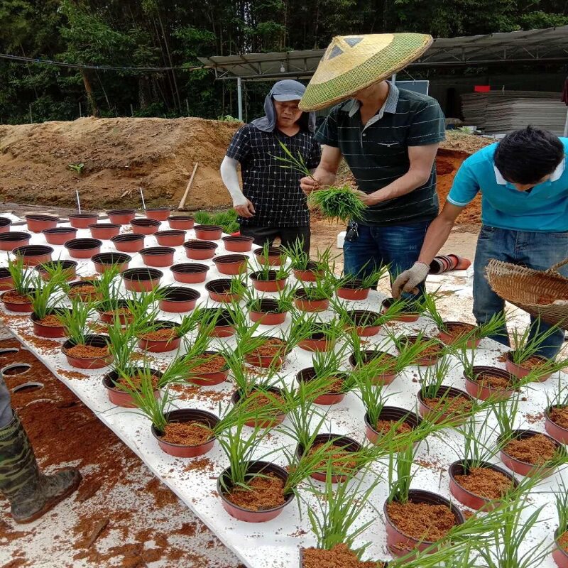 鱼塘水稻种植漂浮板蔬菜稻谷水上种植板浮床 鱼稻共生种植 泡沫板