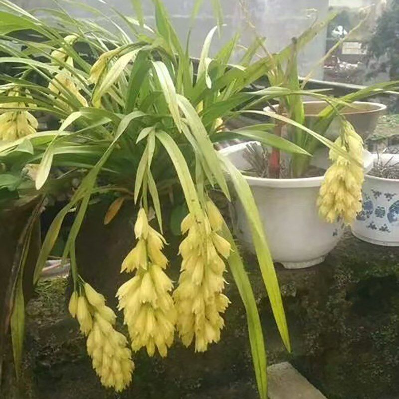 云南鲜花虎头兰沙草兰花盆栽室好养易活绿植花卉四季常青乔迁新居