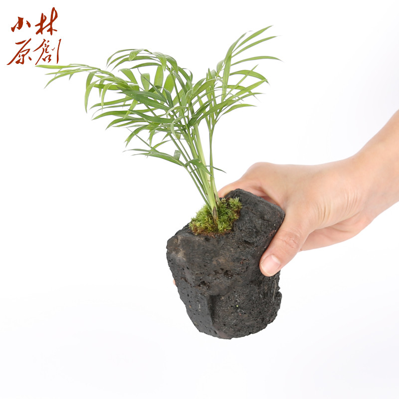 养龟造景岩植穴孔火山石袖珍椰子水边水陆装饰植物乌龟缸沼泽水培