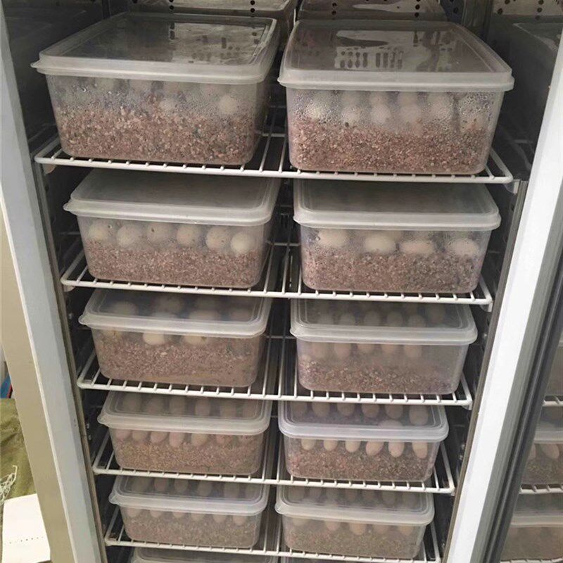 爬虫孵化箱水龟陆龟孵化神器珠江牌智能温控爬行动物孵化箱孵化器