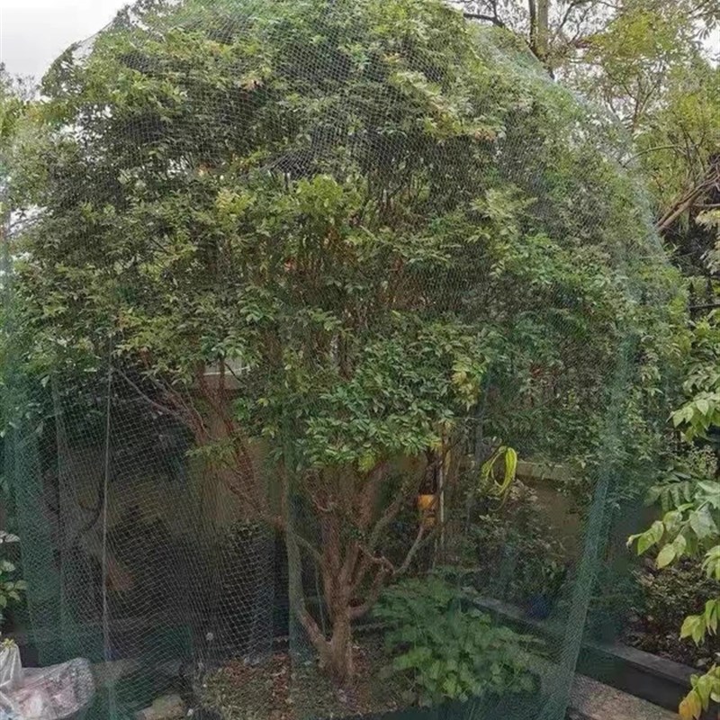 果树专用防鸟网罩樱桃枇杷葡萄嘉宝果蓝莓种植家庭庭院养殖果树罩图片