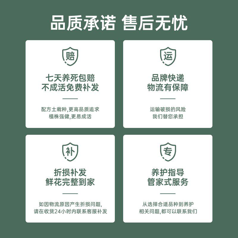 【大盆八梗】金色池塘蝴蝶兰盆栽带花客厅花卉乔迁鲜花节日礼物