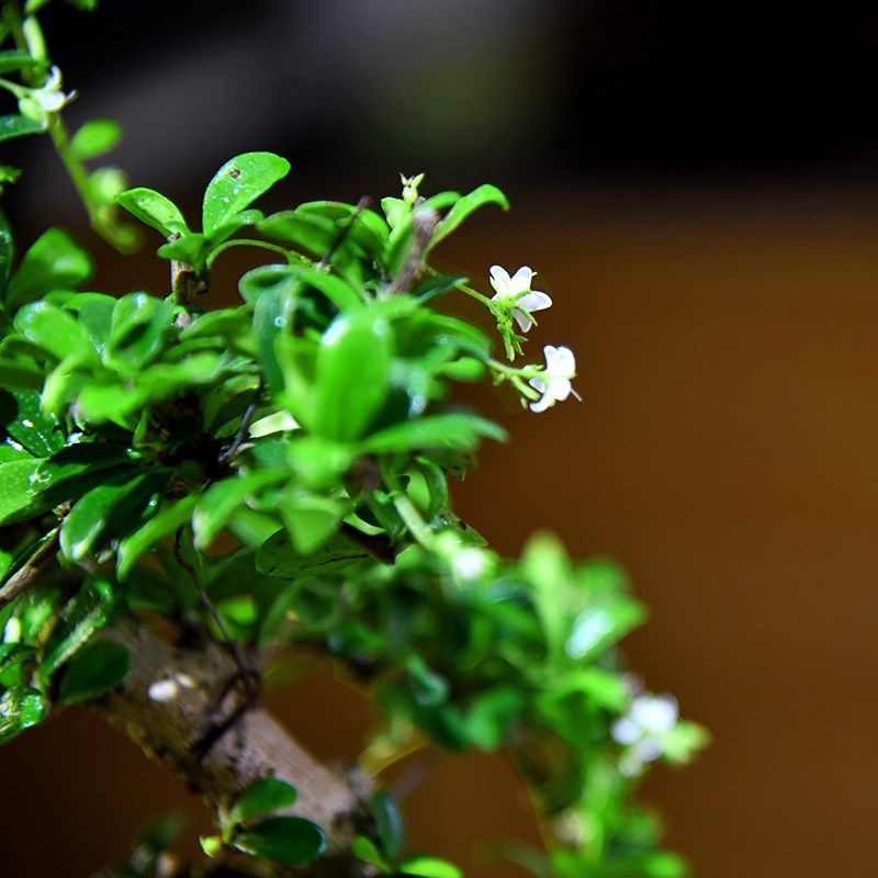 福建茶盆栽盆景室内客厅好养喜光小植物桌面禅意微盆景开花小绿植
