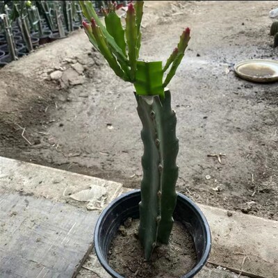 嫁接好的蟹爪兰蟹爪莲白檀令箭荷花小苗花卉绿植叶片爆芽室内阳台
