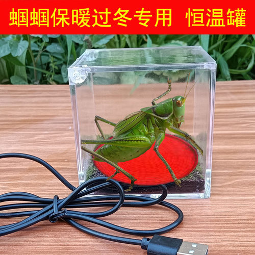 螽斯专用恒温罐鸣虫恒温盒发热罐保温生态箱宠物罐螽斯过冬神器
