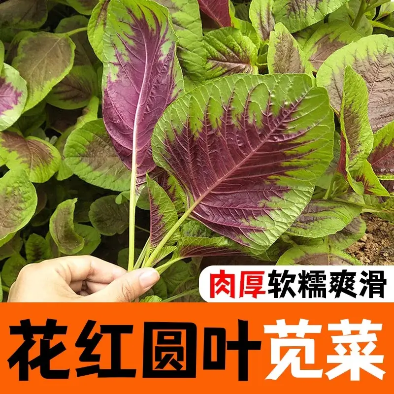 【下单立减50】红柳叶苋菜种籽四季老品种圆叶野菜苋菜种孑_YZ