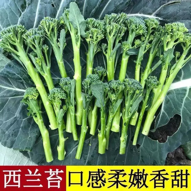 【下单立减50】西兰苔种子西兰花菜苔芥蓝芥兰易种生长快采收YZ
