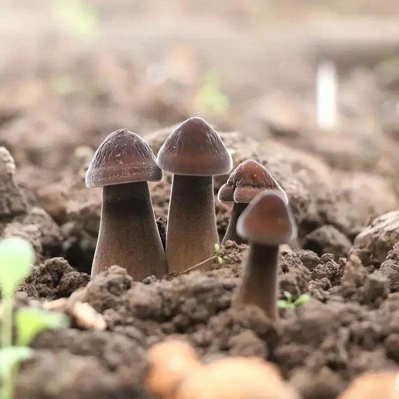 【下单立减50】家庭种植菌包种球易种易活室内阳台种植菌菇包YZ
