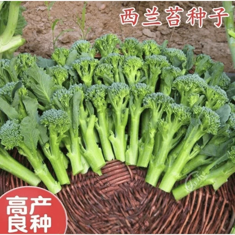 【下单立减50】菜苔种子蔬菜种子油菜芯籽四季种植盆栽_gj