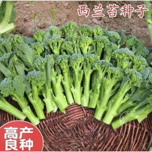 【下单立减50】菜苔种子蔬菜种子油菜芯籽四季种植盆栽_gj