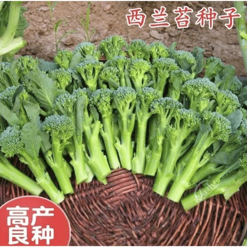 【下单立减50】菜苔种子蔬菜种子油菜芯籽四季种植盆栽_gj