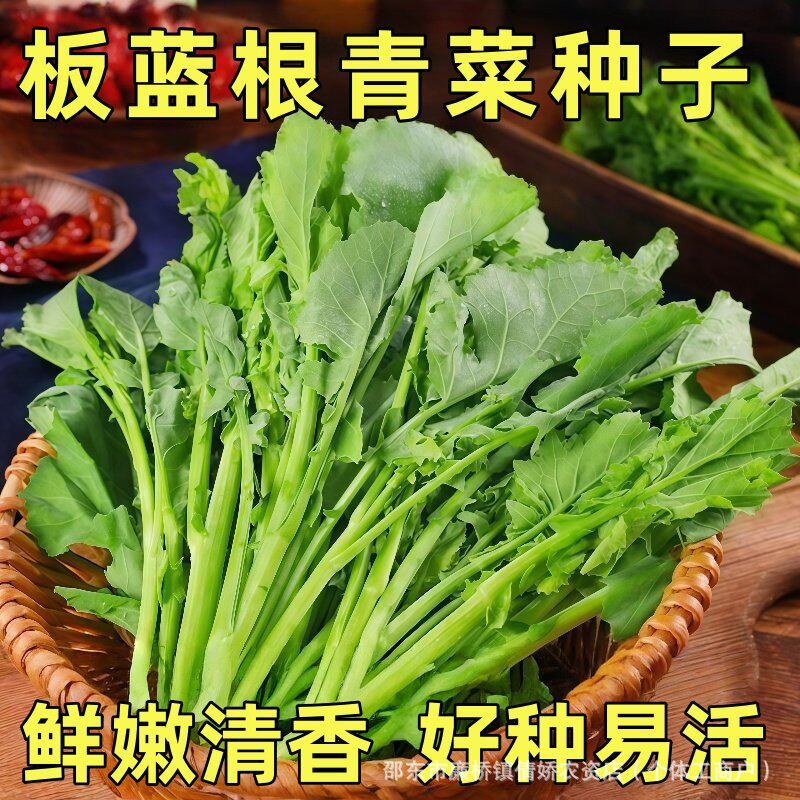 【下单立减50】板蓝根青菜苔种子籽种早熟菜薹种籽四季小青菜_YZ