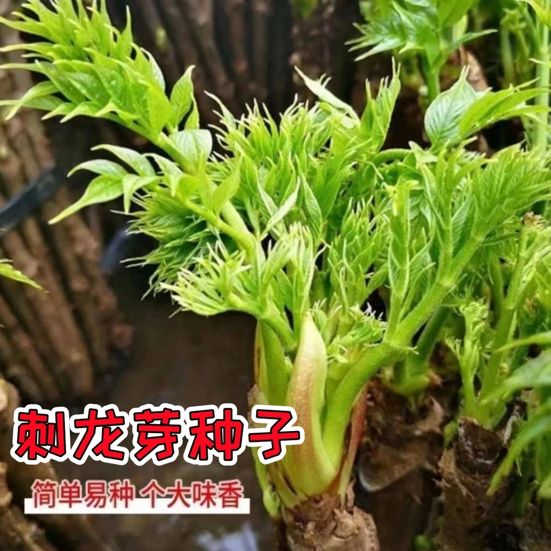 【下单立减50】刺龙芽种子高发芽率山野菜种籽庭院大田盆栽gj