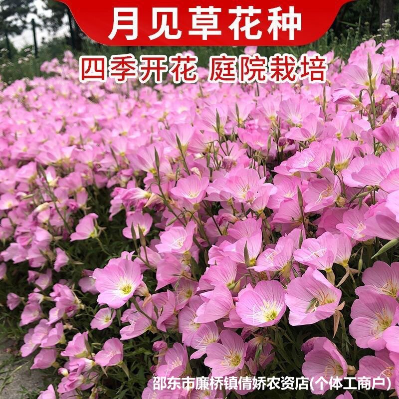 【下单立减50】美丽月见草花种子多年生耐寒花种籽四季种开花_YZ