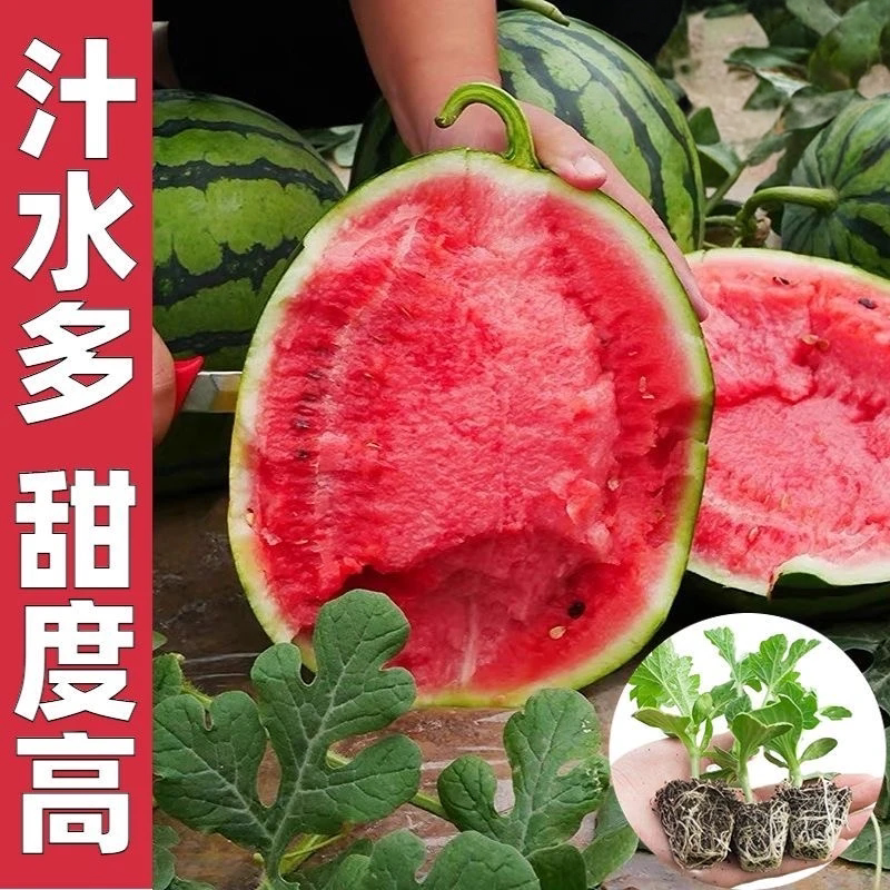 【下单立减50】西瓜特甜麒麟超甜无籽美都西瓜秧苗盆栽西瓜苗_gj4