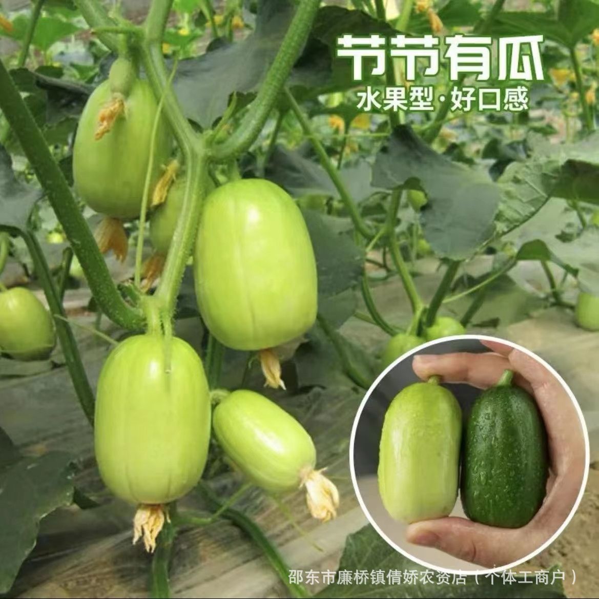 【下单立减50】爆拇指黄瓜种子金童玉女小黄瓜种籽阳台盆栽菜_YZ
