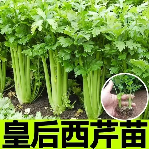 【下单立减50】皇后西芹四季香芹菜菜苗实心大芹菜根芹秧苗_YZ