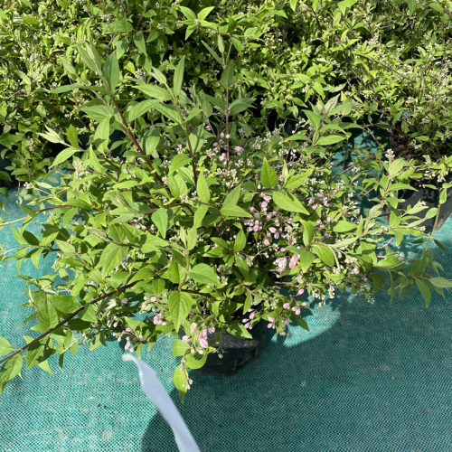 溲疏花盆栽 溲疏雪樱花雪绒花 庭院花园阳台多年生灌木耐半阴