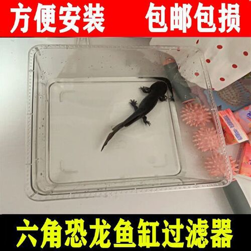 六角恐龙专用鱼缸蝾螈宠物饲养盒子带盖亚克力美西生态低水位过滤