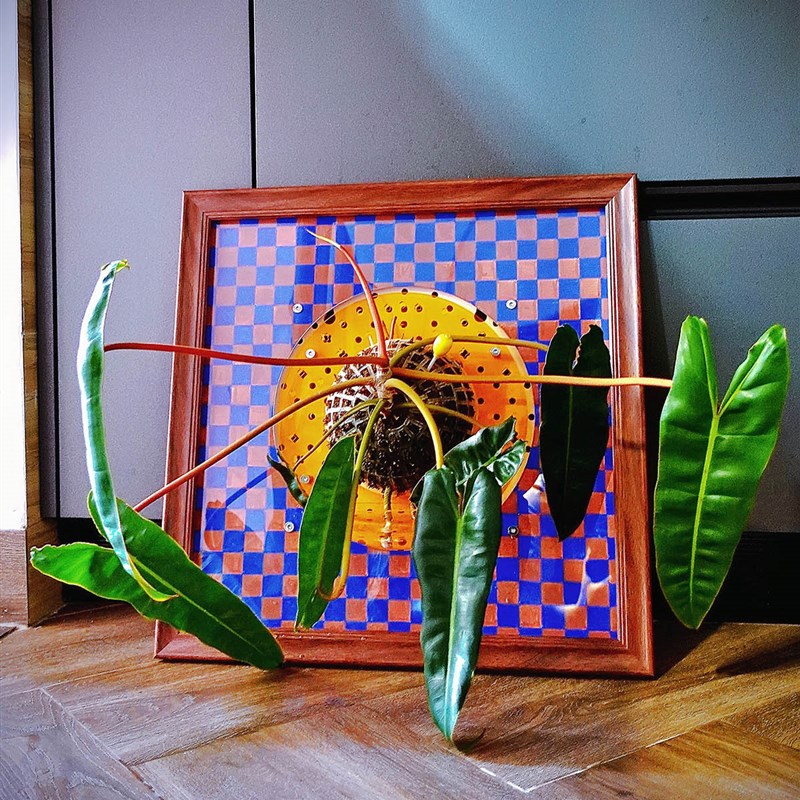 [大号画框]蝴蝶种植框鹿角蕨板植相框画框挂板上墙上板懒人自吸水图片